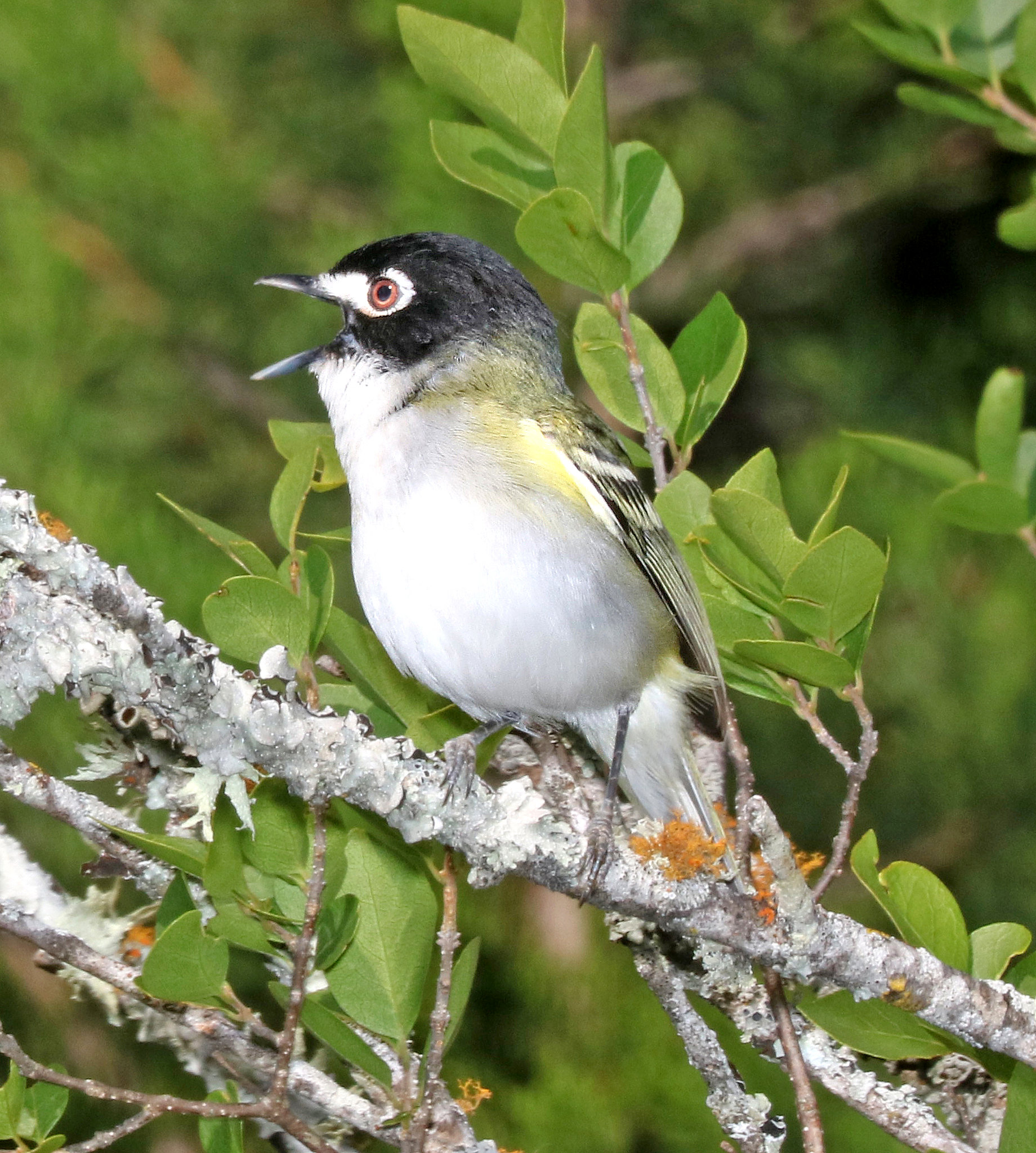 Black-capped Vireo | FWS.gov